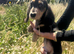 KC Male Long Coat Miniature Dachshund Puppy