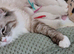 Champion,TICA, pedigree ragdoll kitten