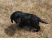 Beautiful Black Cockalier-a-Poo Puppies