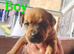 Beautiful pups for sale