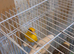 Canaries