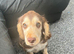 Gorgeous show cocker spaniel boy fully vaccinated