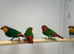 Finches