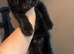 British blue cross ragdoll kittens