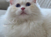 Outstanding TICA Registered Ragdoll Stud Male