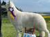 WORLD CHAMPION BLOODLINES KC WHITE SWISS SHEPHERD PUPPIES