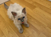 Ragdoll cat