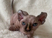 Beautiful Sphynx Dwelf Female Kitten