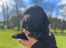 Sprocker puppies ready now