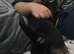 Handsome chihuahua boy for stud
