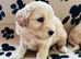 BEAUTIFUL F1 CAVAPOO PUPPIES EXTENSIVELY HEALTH TESTED PARENTS