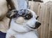 Chihuahua cross