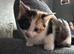 Beautiful calico kitten