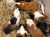 Baby Guineapigs