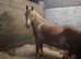 broodmare