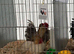 5 x Serama chicks - 1 week old