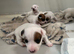 Traditional jack rustle pups