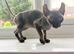 Beautiful Female Elf Sphynx Kitten – TICA Registered Parents