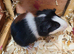Guinea Pigs