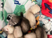 5weeks old kits. Pet only