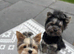 Beautiful Yorkshire Terrier Puppies for Sale – IHR