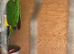 Caique male