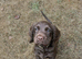 F1B Sprocker Spaniel pups looking for new homes