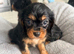 Beautiful Cavalier King Charles puppies