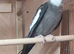 Various Colours Cockatiels