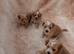 4 outstanding toy shihpoos