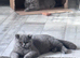Bsh female kitten