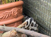 Pair of unrelated cape genets