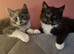 1 female and one male kitten