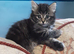 Playful Kittens for sale.