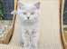 British short hair kittens