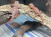 Red Monster Bearded Dragons at Birmingham Reptiles