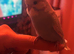 4 budgies looking for the forever home