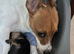 Jack Russel & Miniature Pinscher