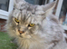 Maincoon