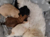 Maltipoo puppies