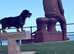 Looking to stud dog