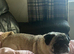 Beautiful fawn pug