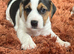 Tri coloured Jack Russell puppies