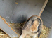 Willow the mini lop