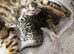 Bengal kittens