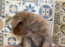 Dachshund cross boy