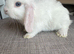 1 Lovely handsome baby mini lop buck.