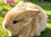 Lionhead babies