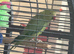 Indian ringneck parrot female