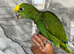 Hand-Rearing Baby Friendly Super Tame Cuddly Yellow Crown Amazon Parrot,18